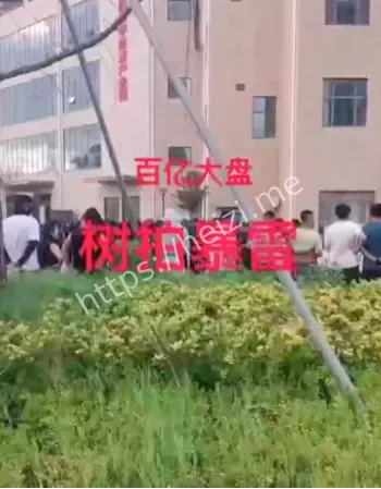 树拍易购