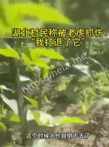 林业局调查