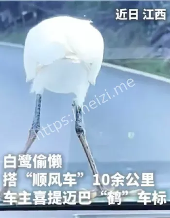 白鹭搭顺风车