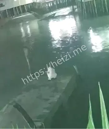 抚养权纠纷