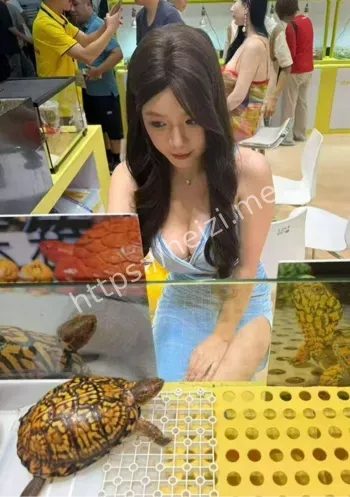 超大号乌龟王八抢镜