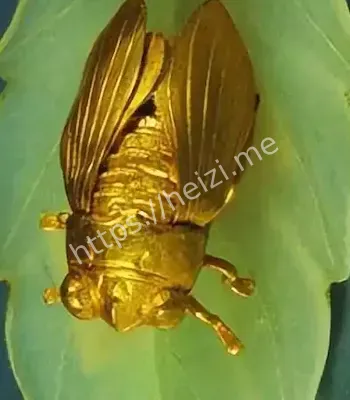 苏州千年古墓挖掘