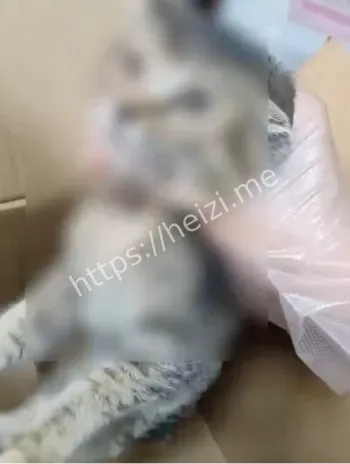 上海弘安事务所