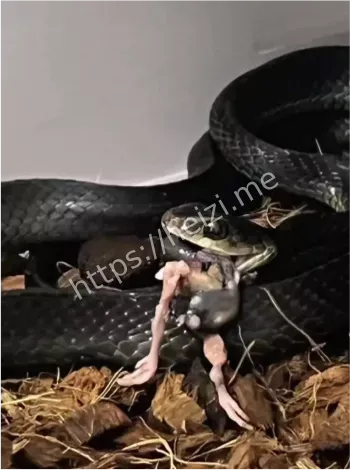 眼镜王蛇咬人