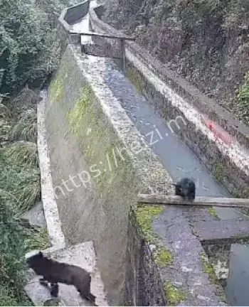 湖南常德黑熊出没事件