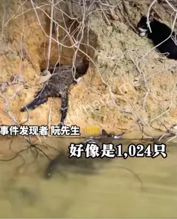 路人志愿者捞猫细节