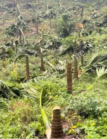 未经允许砍树纠纷