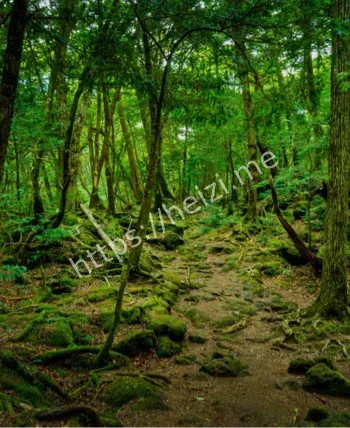 青木原树海罗盘失灵