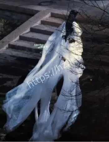 凤凰夜游神秘唱歌声