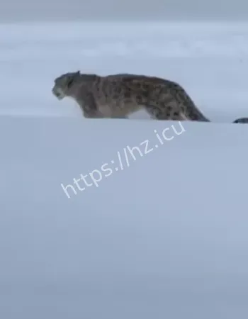 可可西里