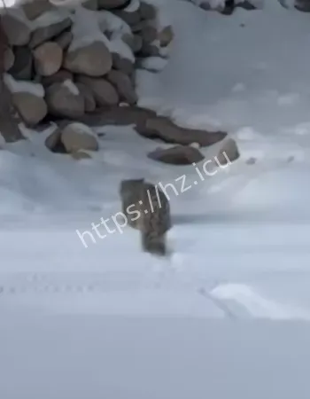 雪豹伤人事件