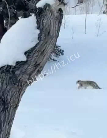 可可西里