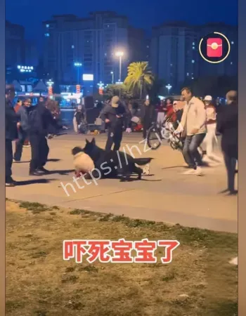疯狗咬人事件