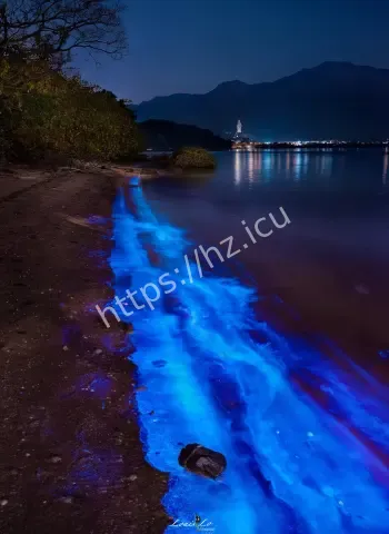 海岸惊现荧光海藻