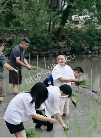 马云率高管下田插秧