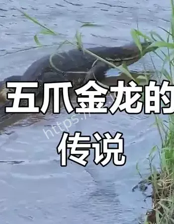 竟是珍稀五爪金龙标本